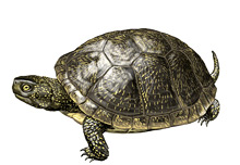 	European pond turtle	