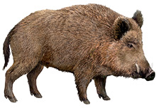 Wild boar	