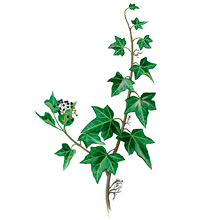 	Common ivy	