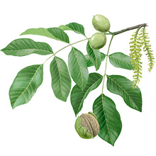 	Persian walnut	