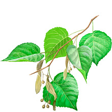 	Large-leaved lime or linden	